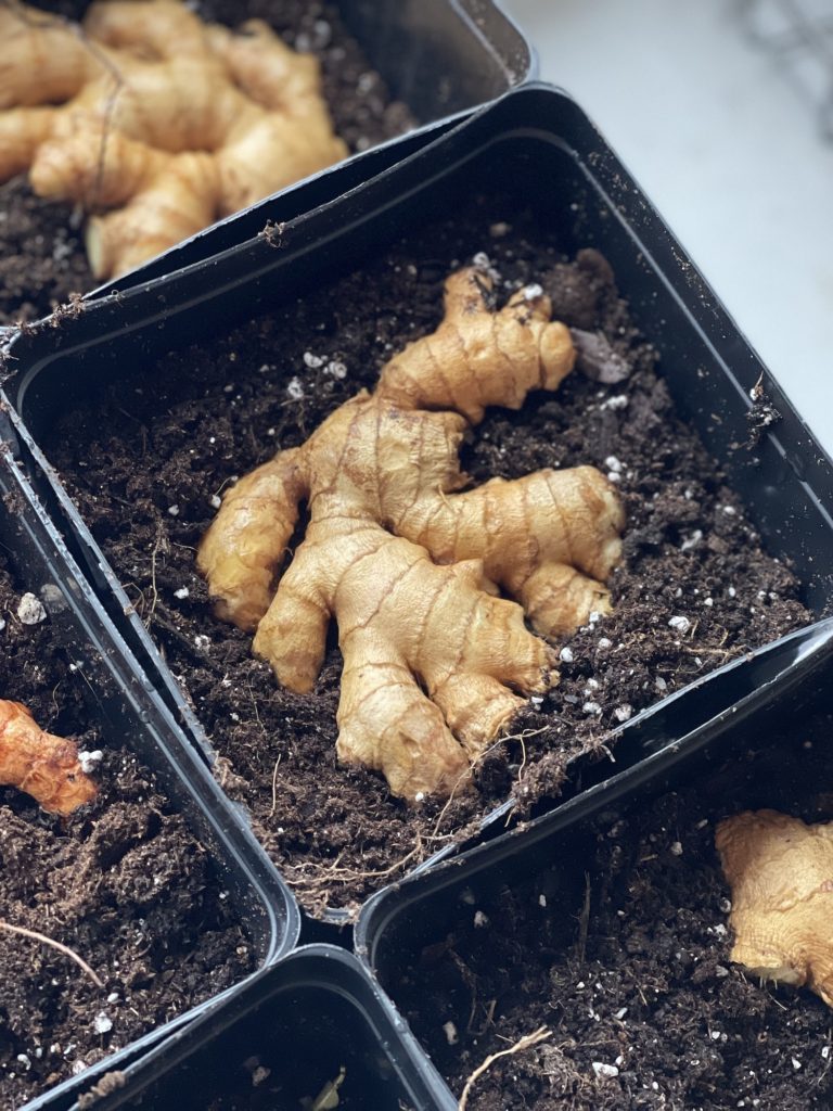 how to grow turmeric