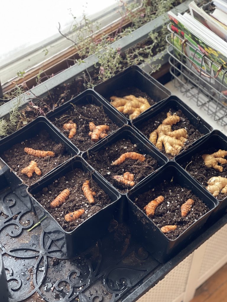 how to grow turmeric